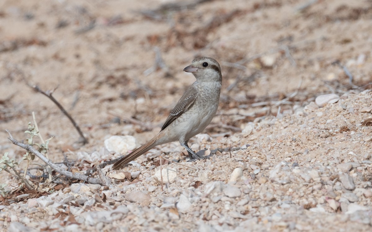 Red-tailed Shrike - Emmanuel Naudot