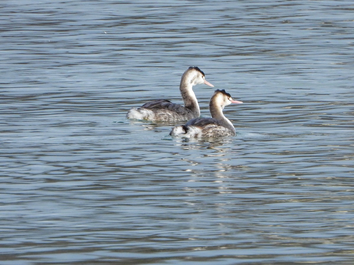Great Crested Grebe - ML612093096