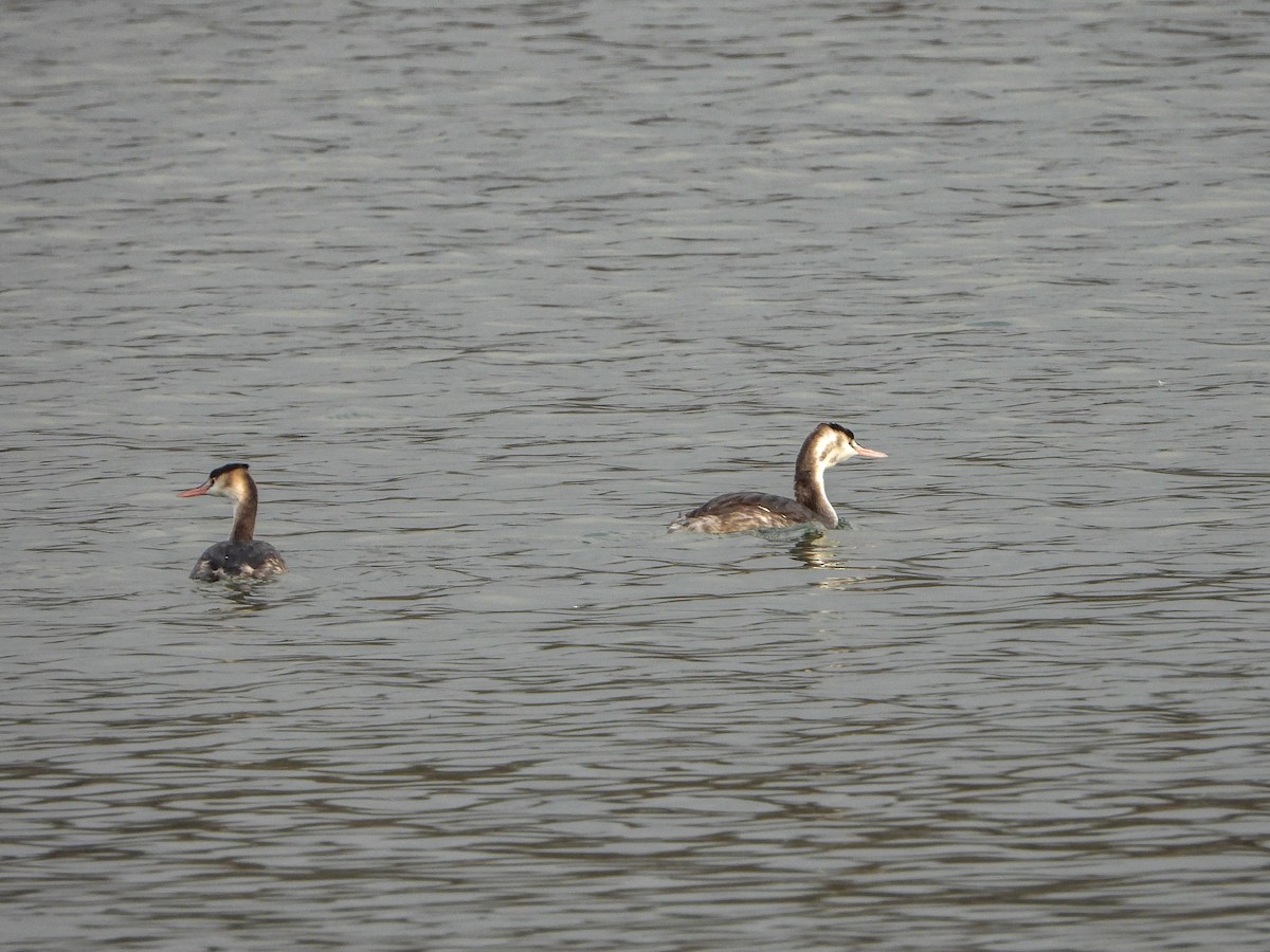 Great Crested Grebe - ML612093097