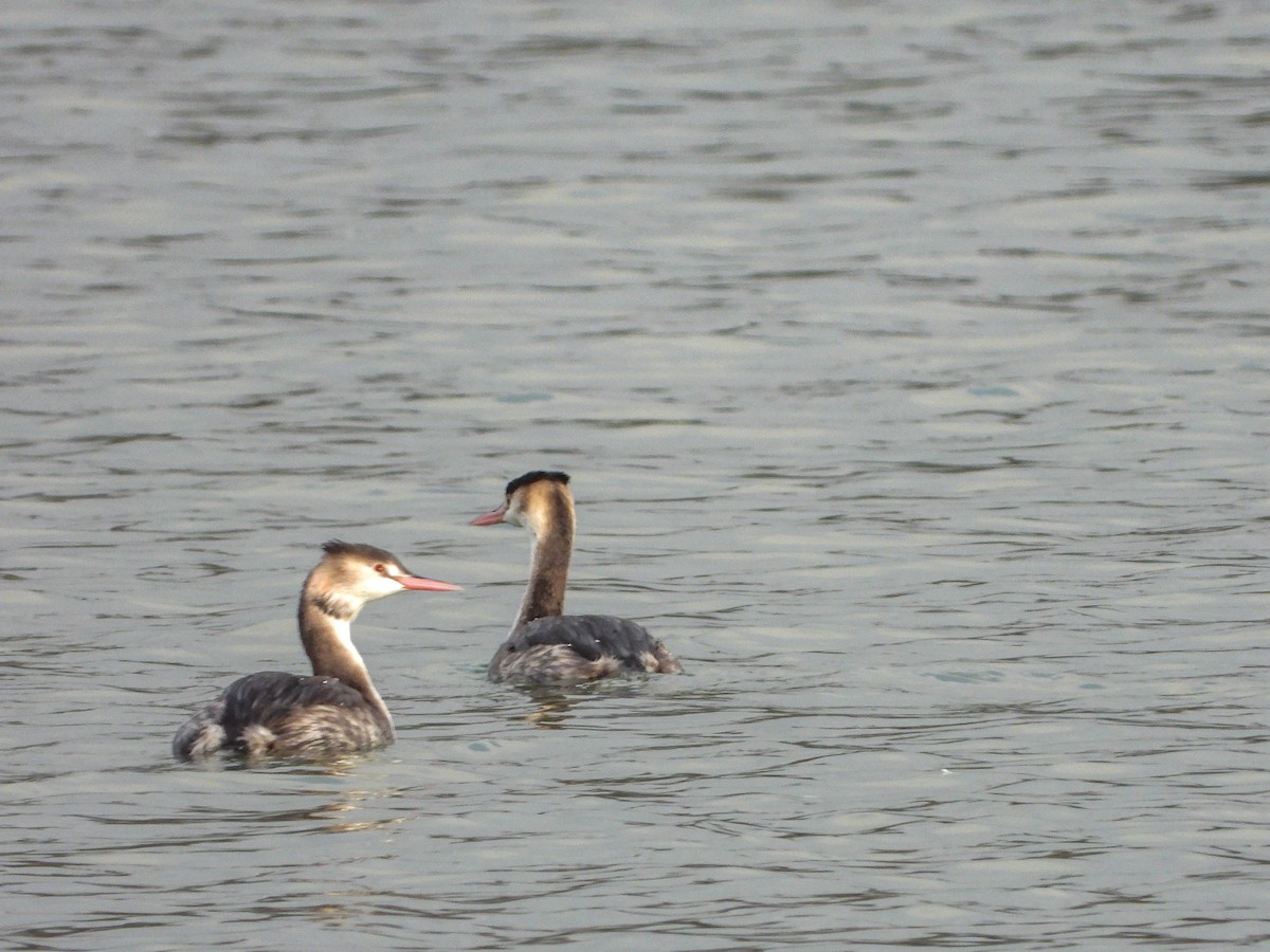 Great Crested Grebe - ML612093099