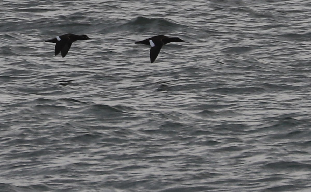 White-winged Scoter - ML612093204