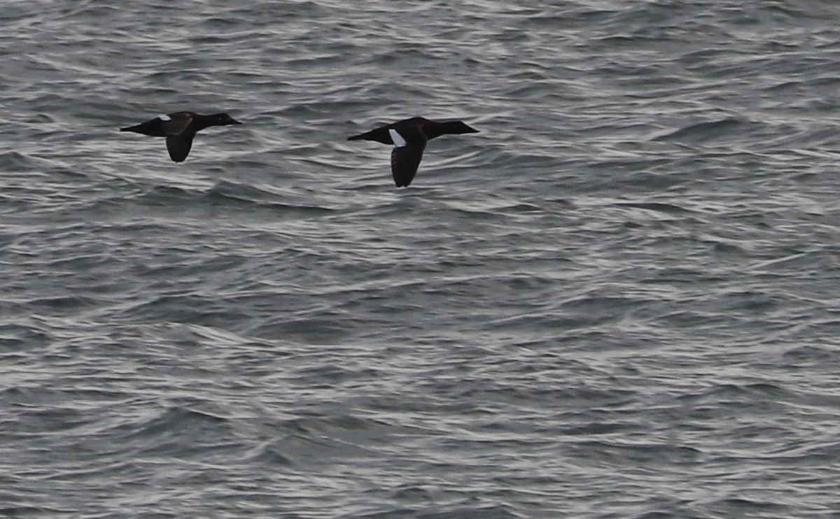 White-winged Scoter - ML612093205