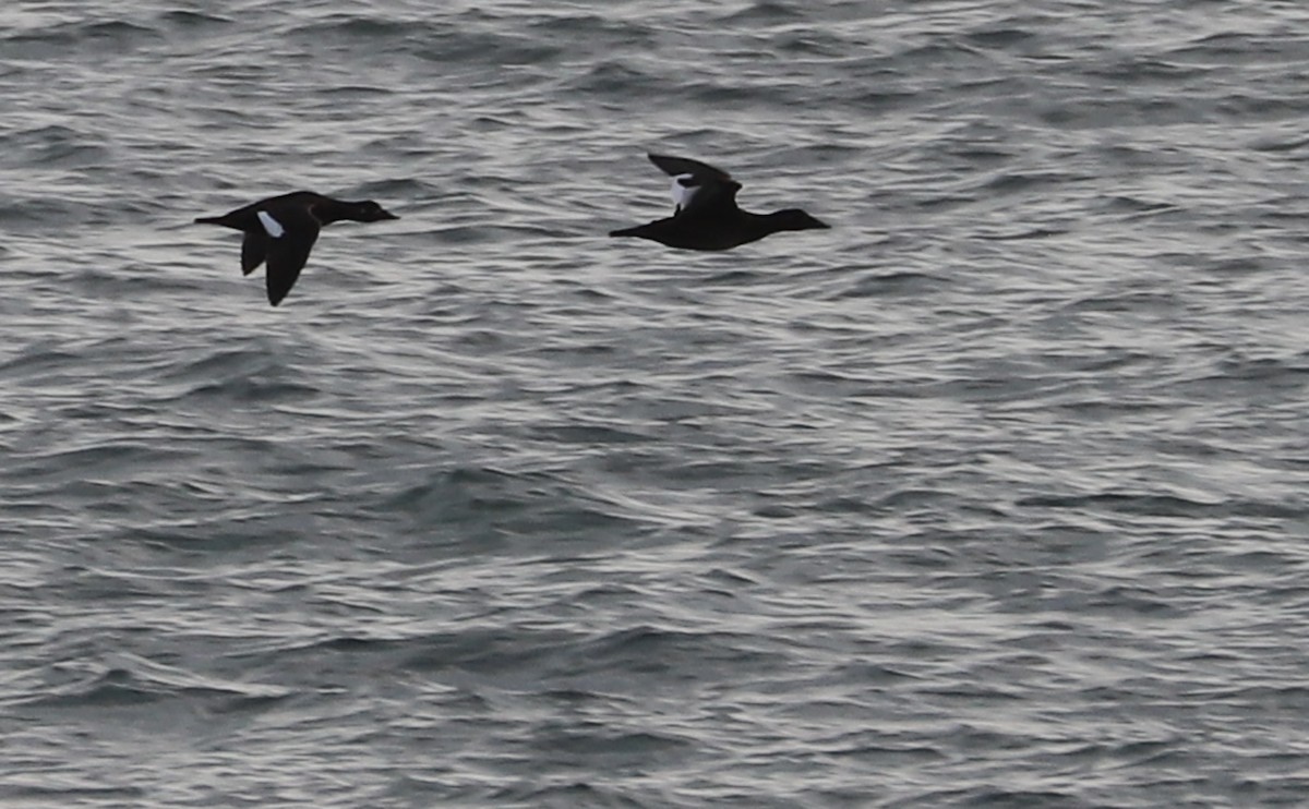 White-winged Scoter - ML612093207