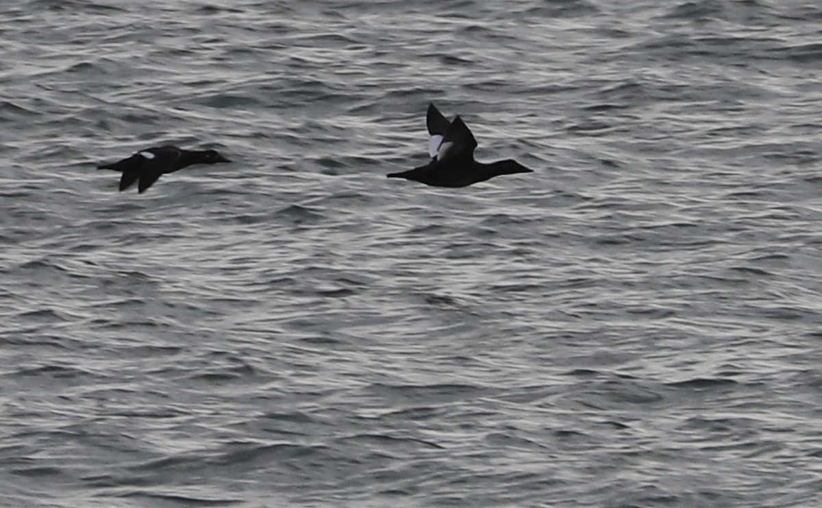 White-winged Scoter - ML612093209