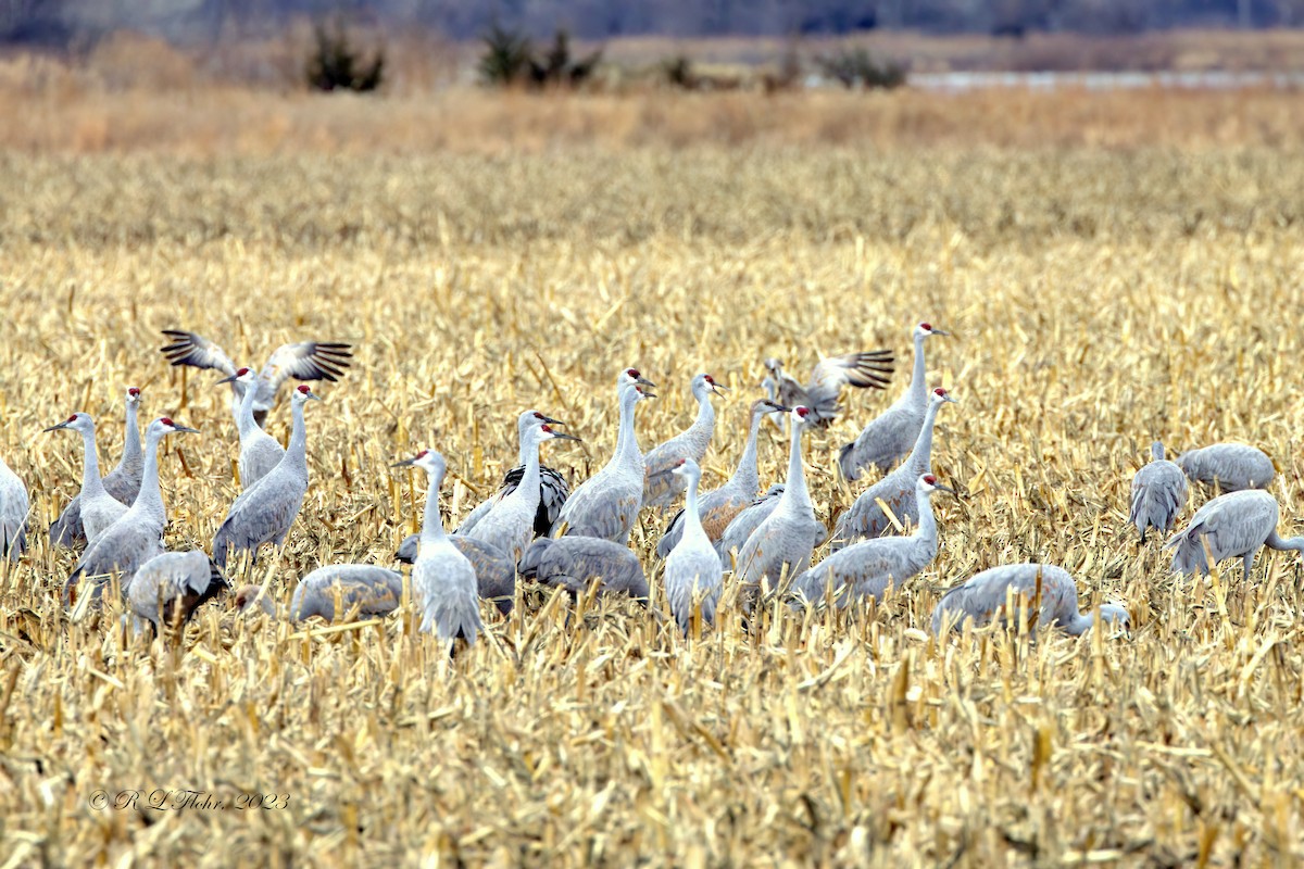 Sandhill Crane - Anonymous