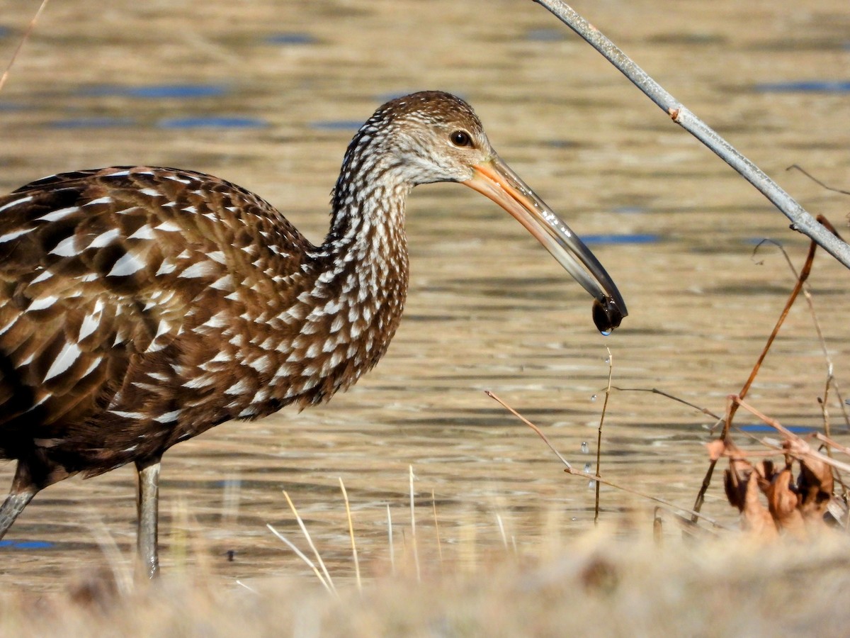 Limpkin - ML612093360