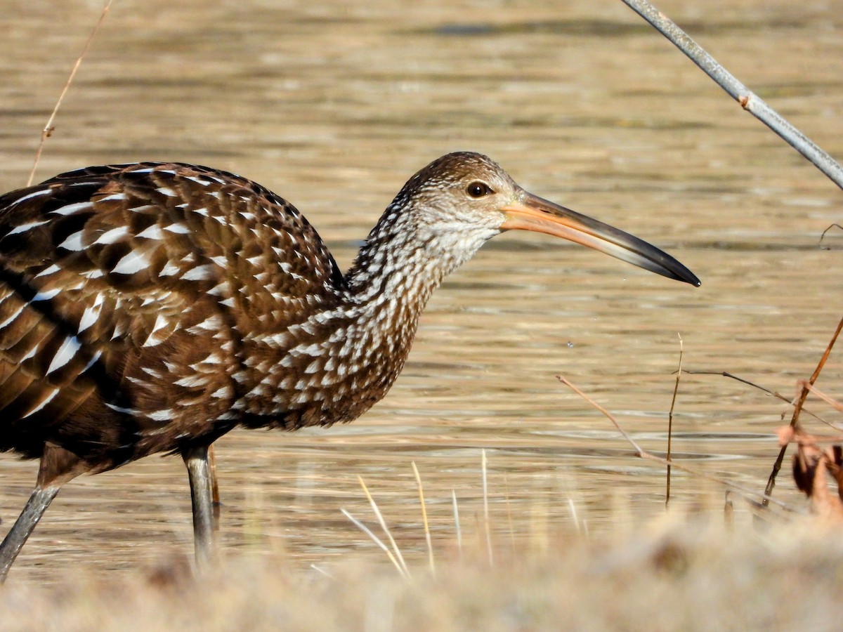 Limpkin - ML612093366