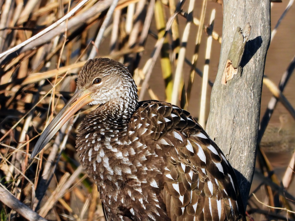 Limpkin - ML612093370