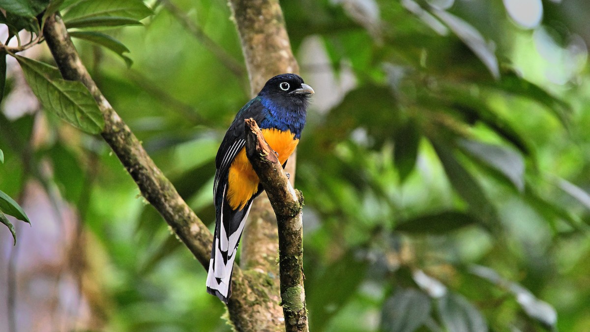 trogon zelenohřbetý - ML612093597