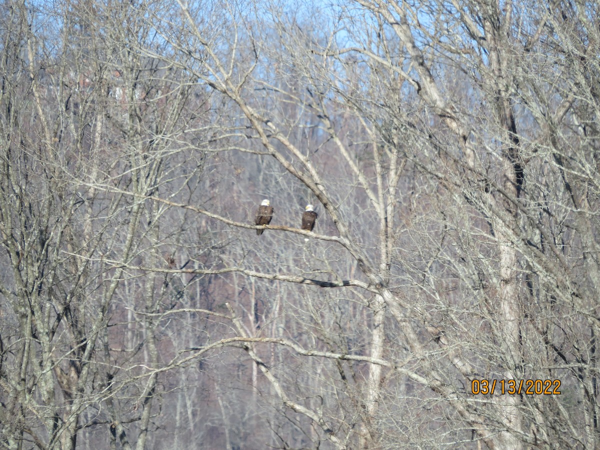 Weißkopf-Seeadler - ML612093627