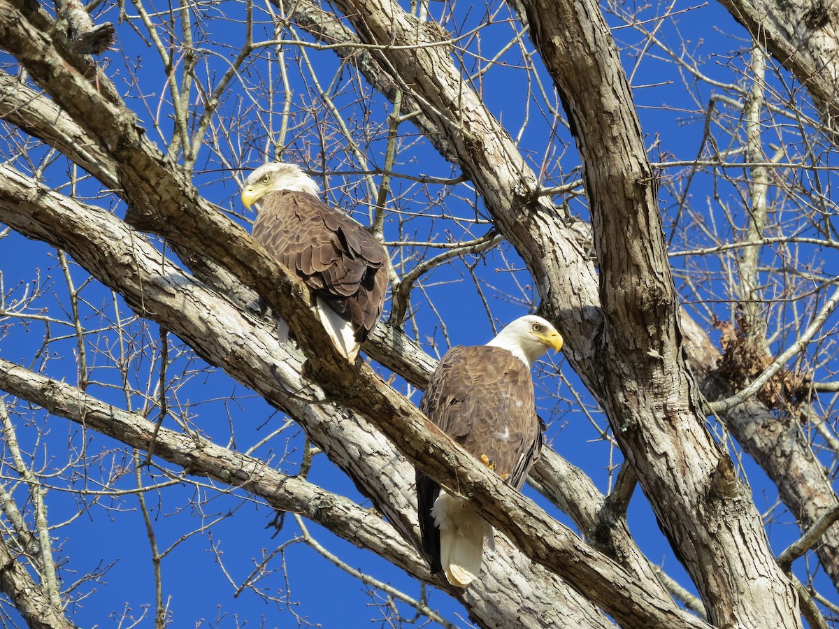 Bald Eagle - ML612093641