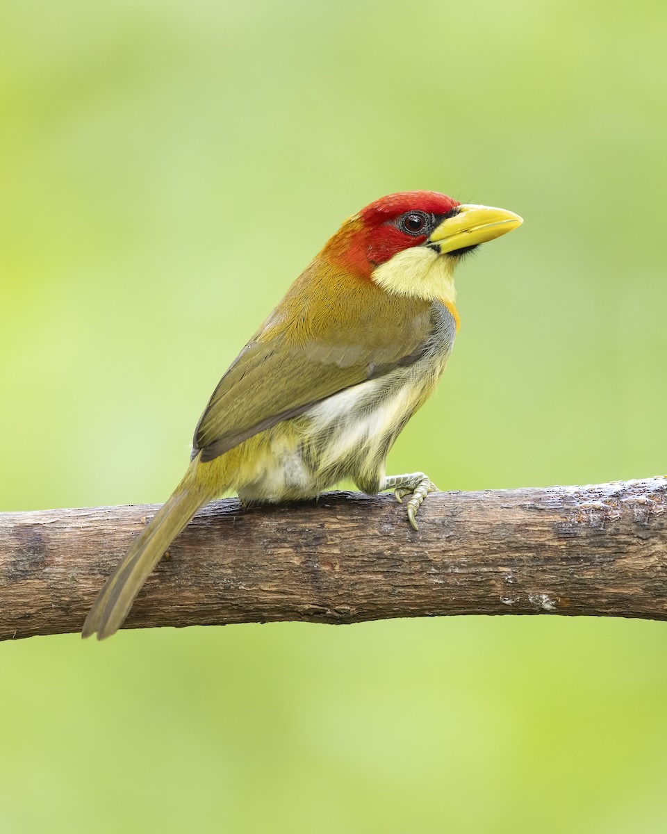 Scarlet-hooded Barbet - ML612093733