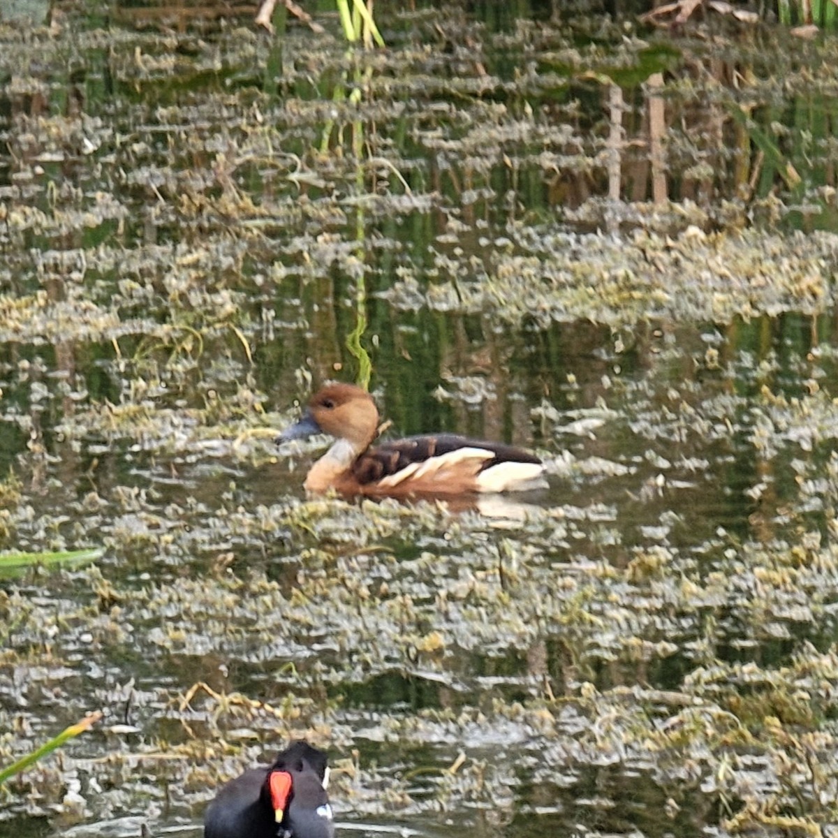 Fulvous Whistling-Duck - ML612093789