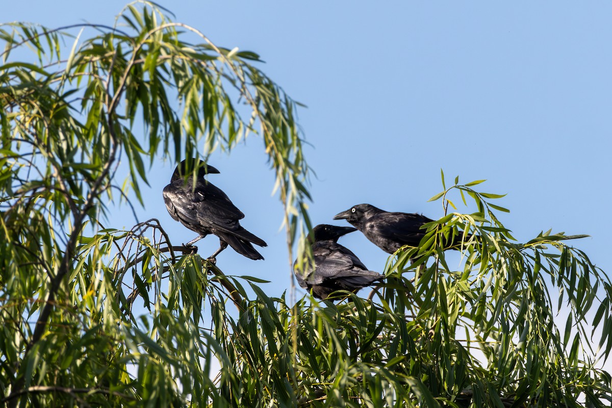 Australian Raven - ML612093824