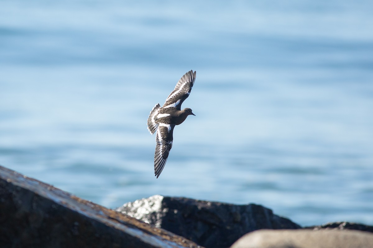 Black Turnstone - ML612093907