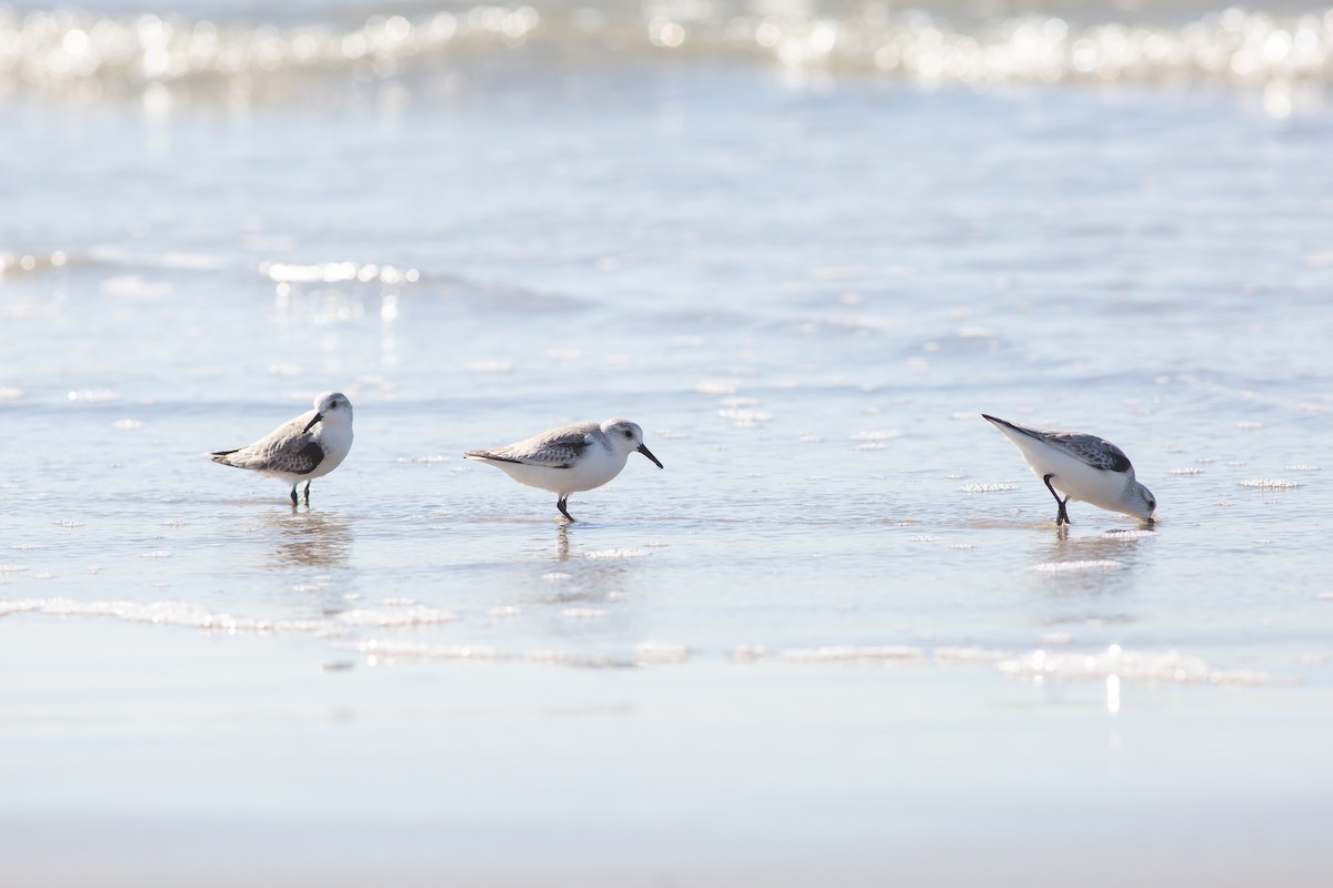 Sanderling - ML612093913