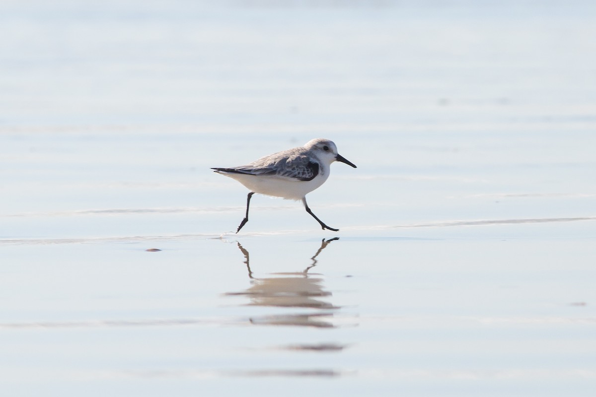 Sanderling - ML612093918