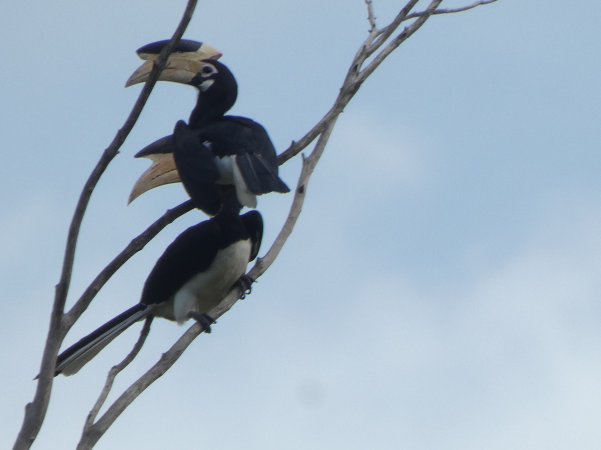 Malabar Pied-Hornbill - ML612093964