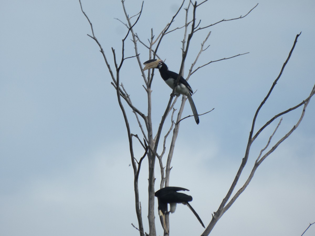 Malabar Pied-Hornbill - ML612093965