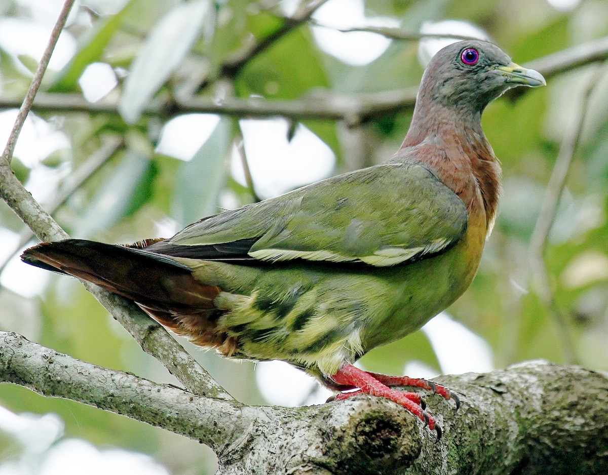 Pink-necked Green-Pigeon - ML612094030