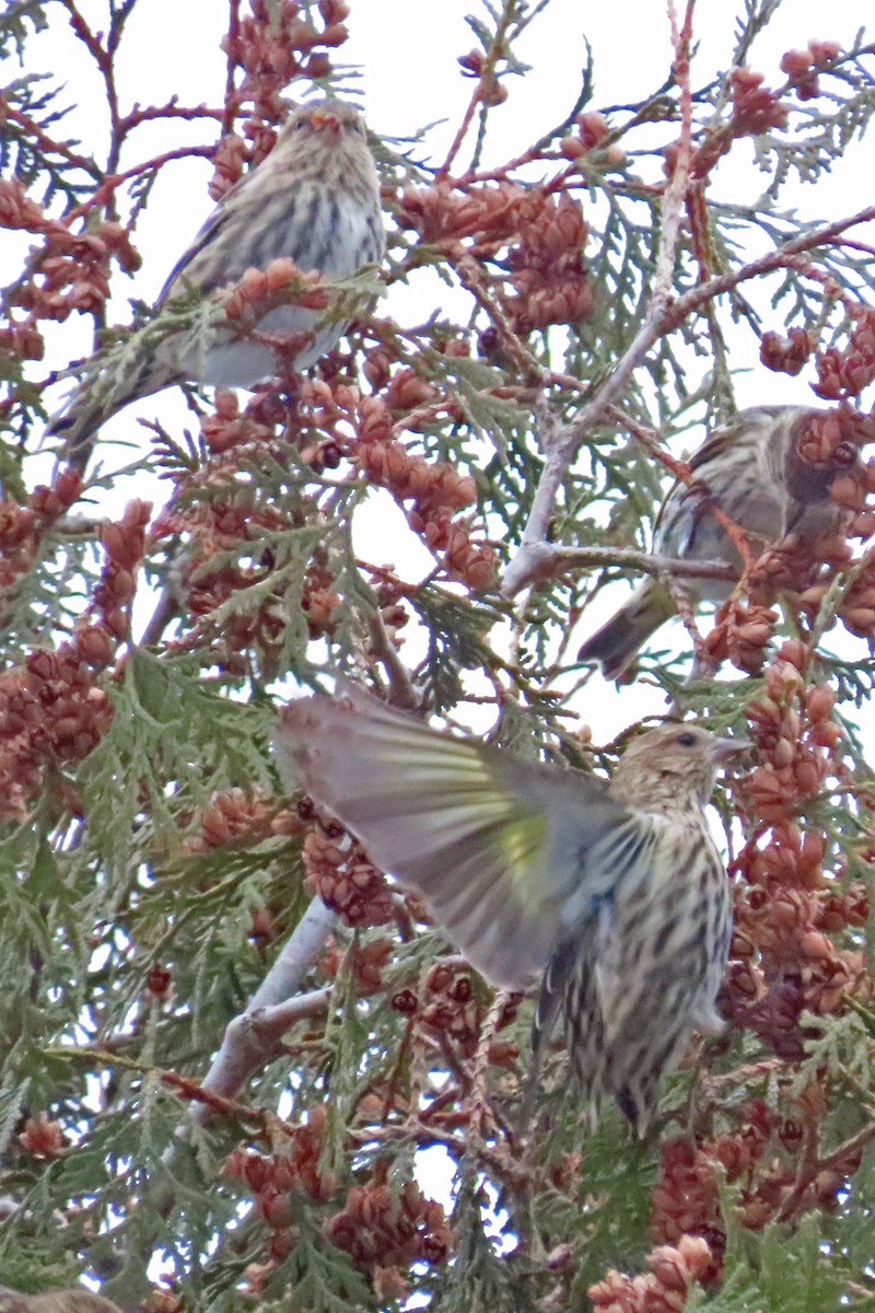 Pine Siskin - ML612094098