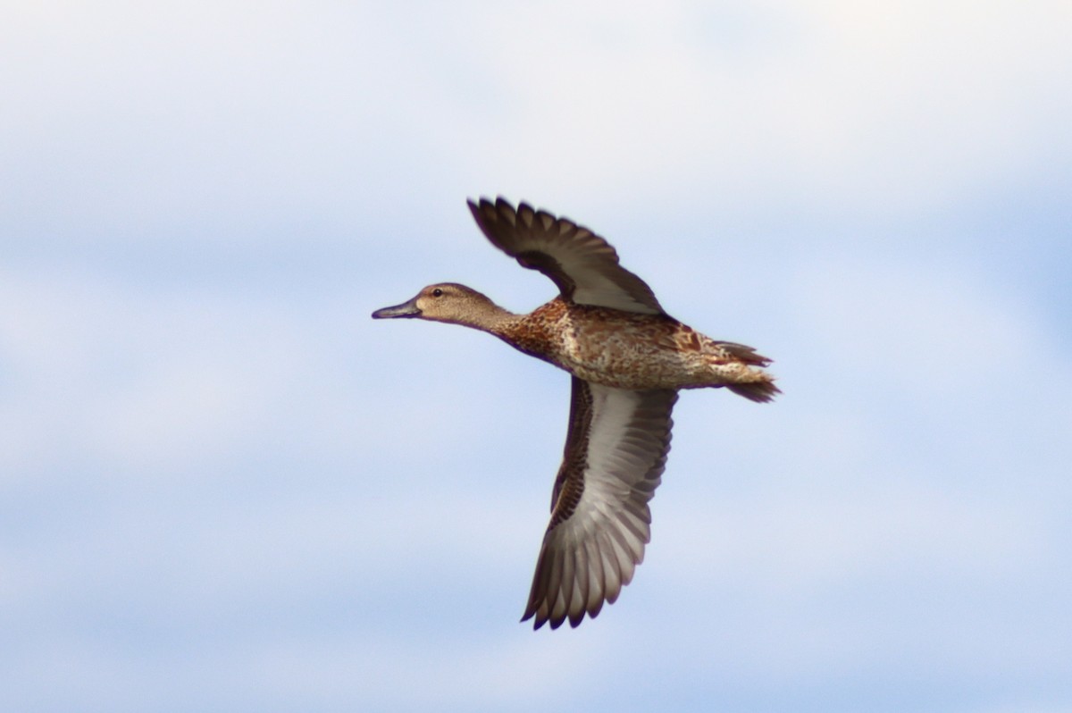 Blue-winged Teal - ML612094109