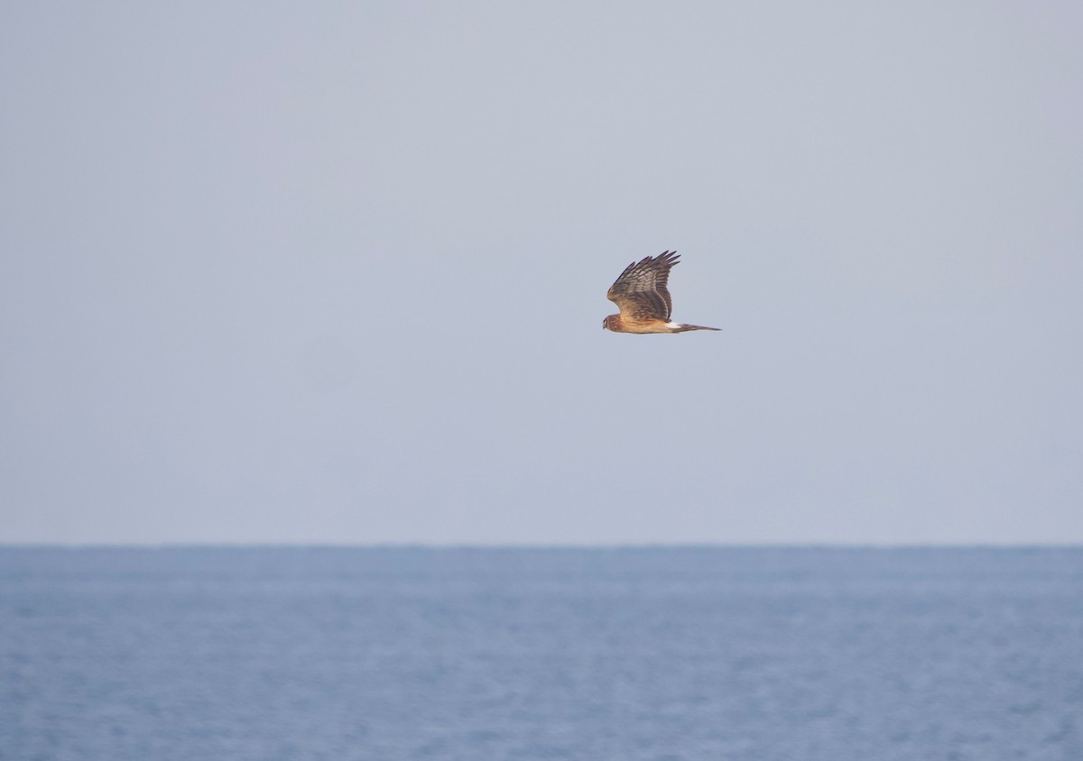 Northern Harrier - ML612094153