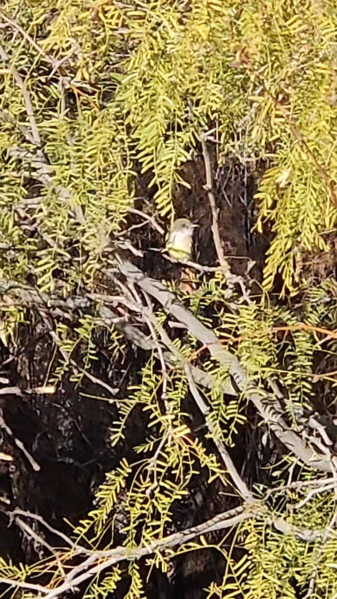 Nutting's Flycatcher - ML612094242