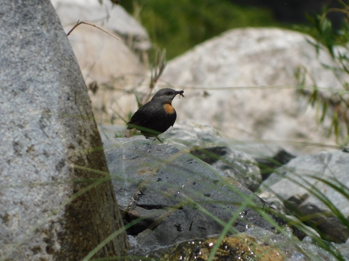 Rufous-throated Dipper - ML612094297