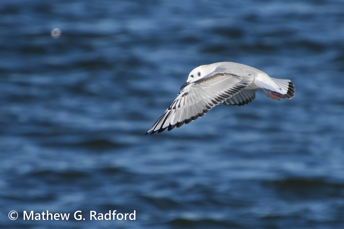 Bonaparte's Gull - ML612094472