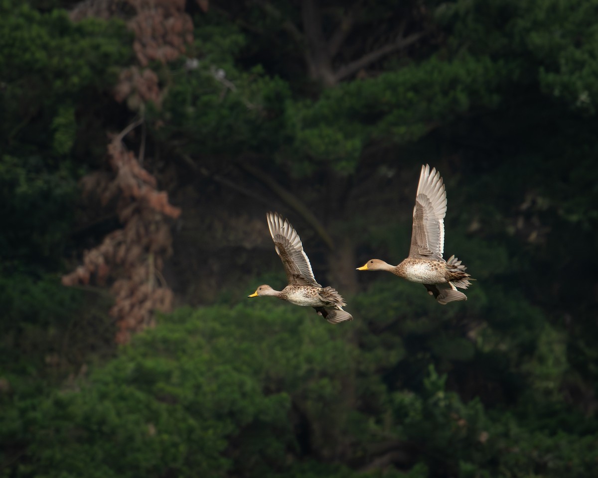 Yellow-billed Pintail - ML612094579