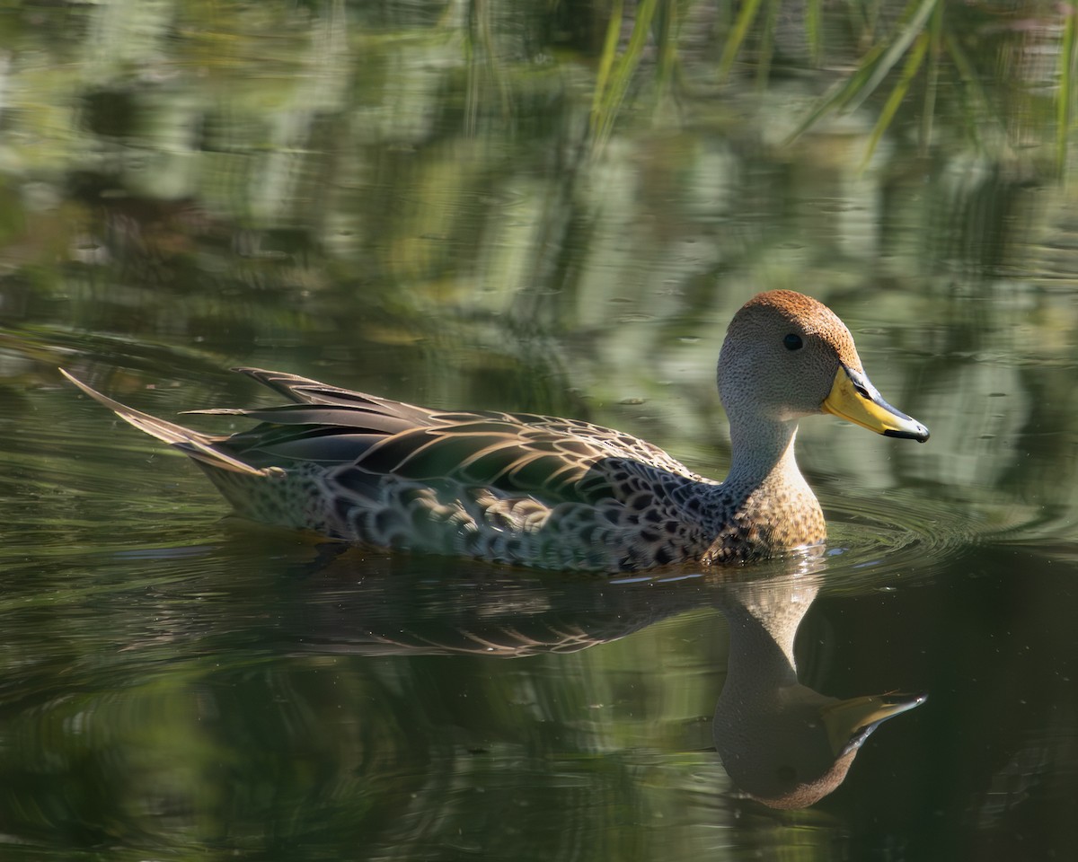 Yellow-billed Pintail - ML612094582