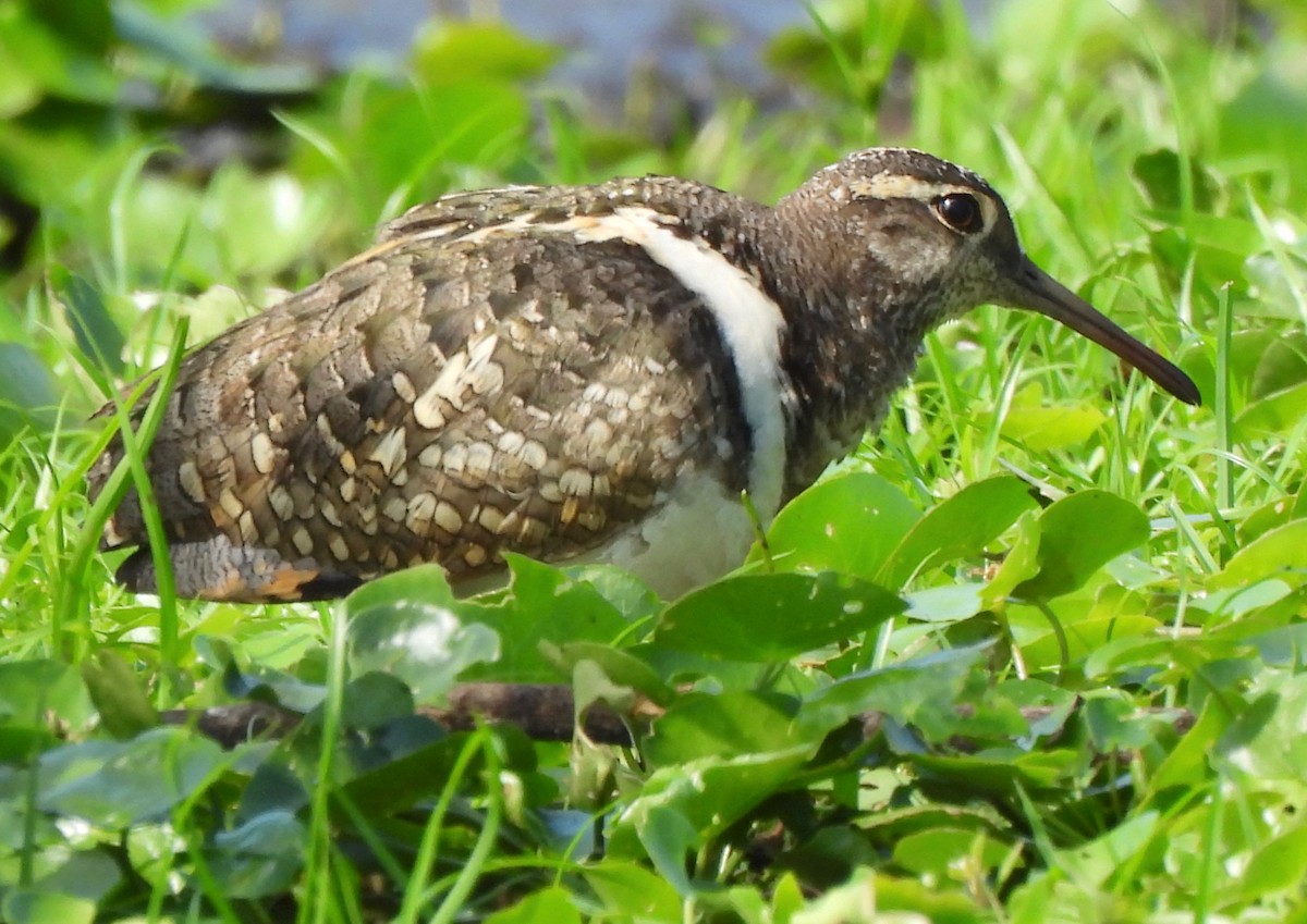 Australian Painted-Snipe - Maylene McLeod