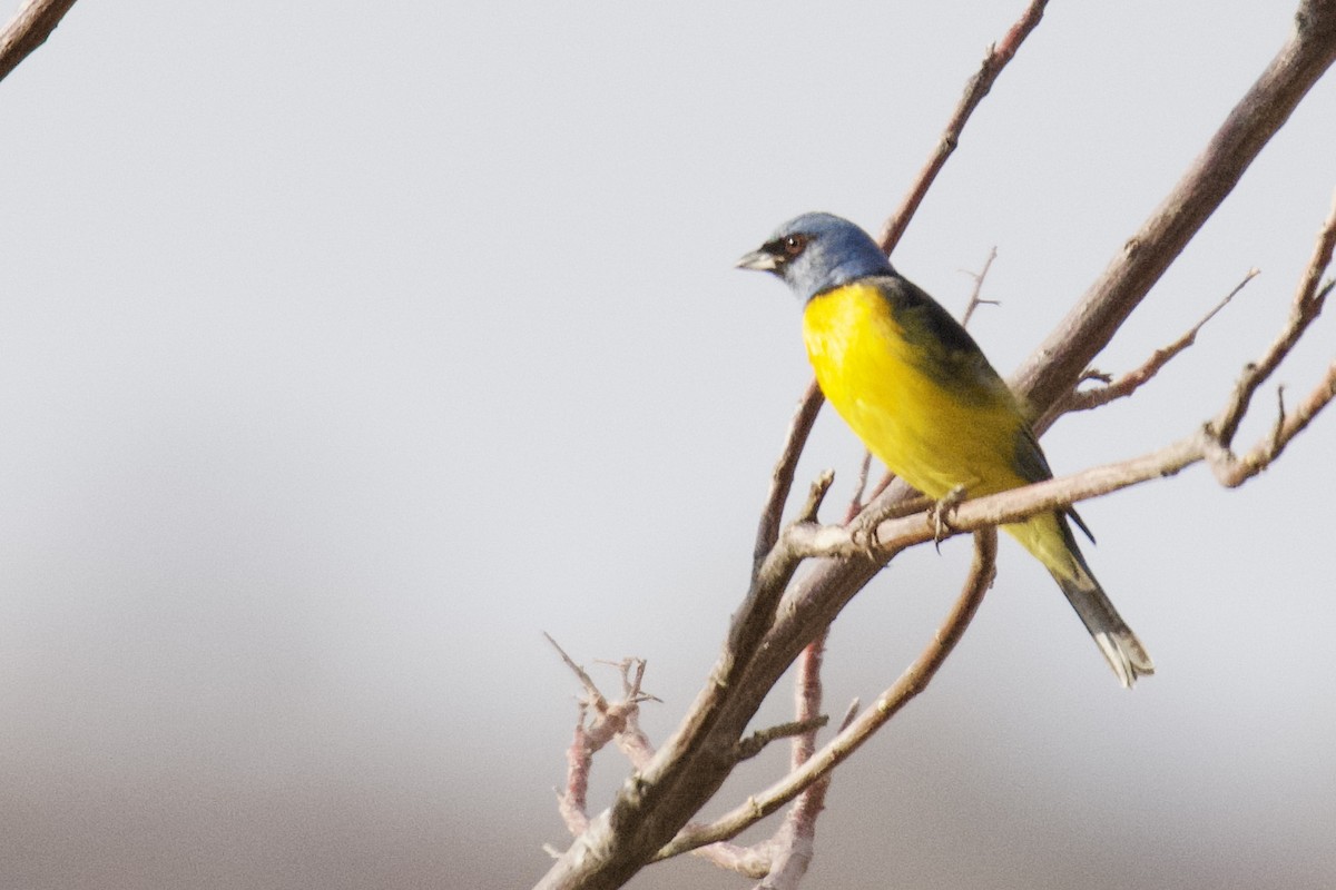 Blue-and-yellow Tanager (Blue-and-yellow) - ML612094887