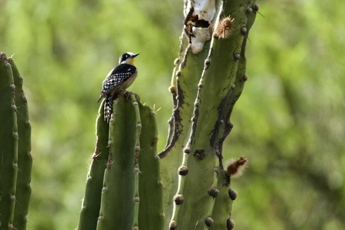 White-fronted Woodpecker - ML612094911