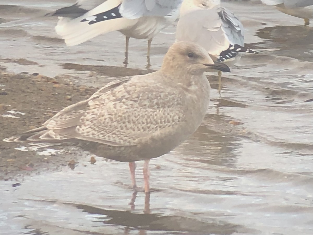 Iceland Gull (Thayer's) - ML612094951