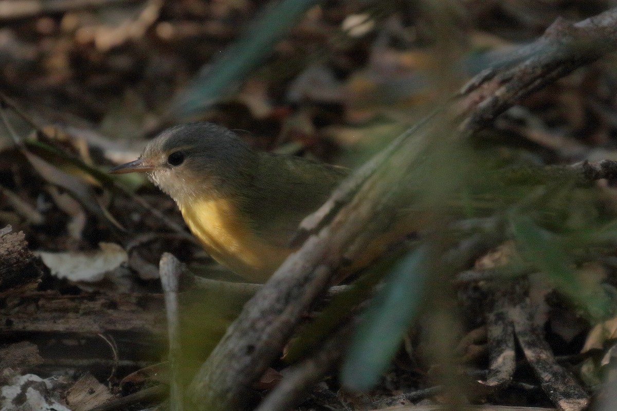 Bulbul de Appert - ML612095125