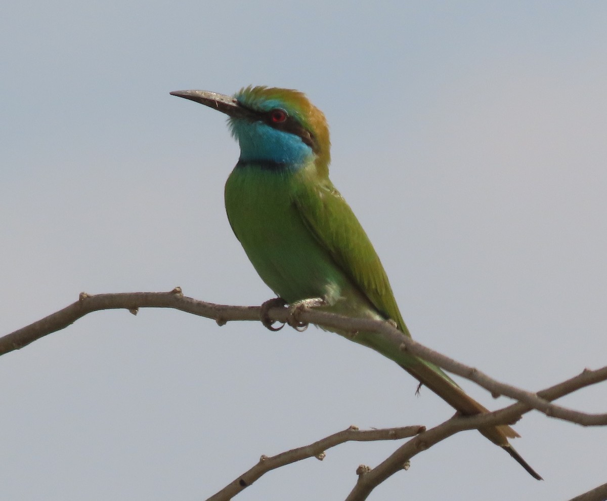 Arabian Green Bee-eater - ML612095166