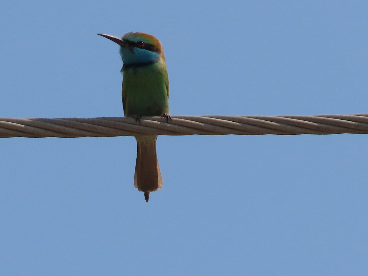 Arabian Green Bee-eater - ML612095184