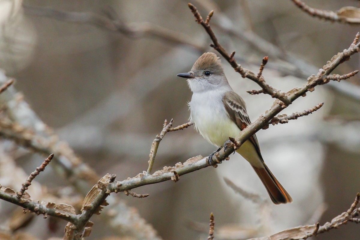 Ash-throated Flycatcher - ML612095195