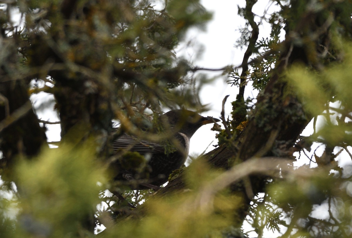 Ring Ouzel - Thomas Rickfelder