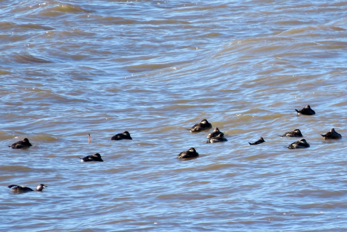 Ruddy Duck - Christina Vojta