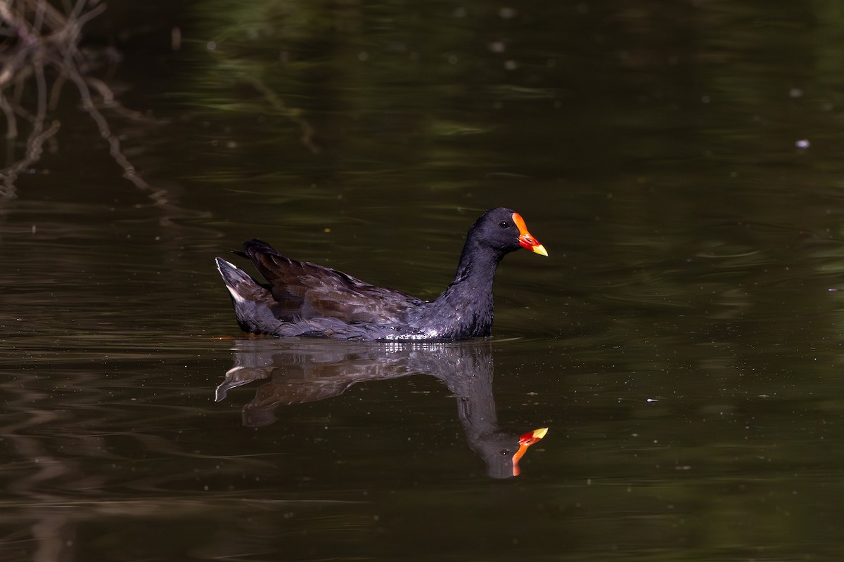 Dusky Moorhen - Chris Kennelly