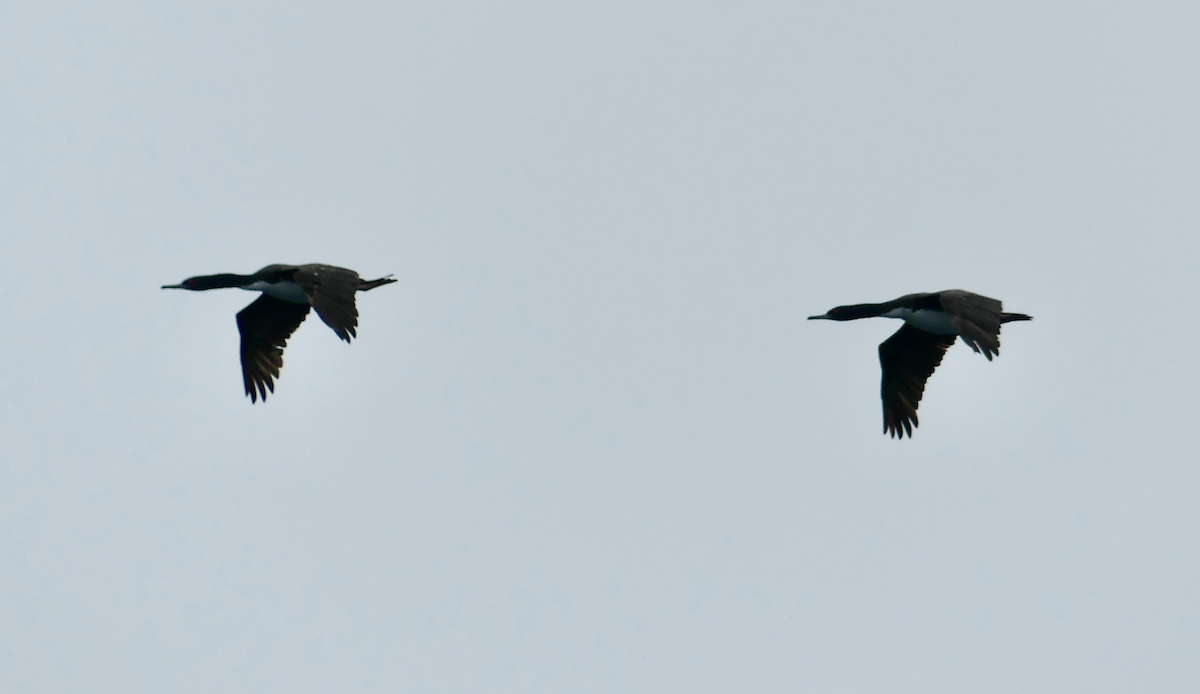 Cormoran de Bougainville - ML612095360