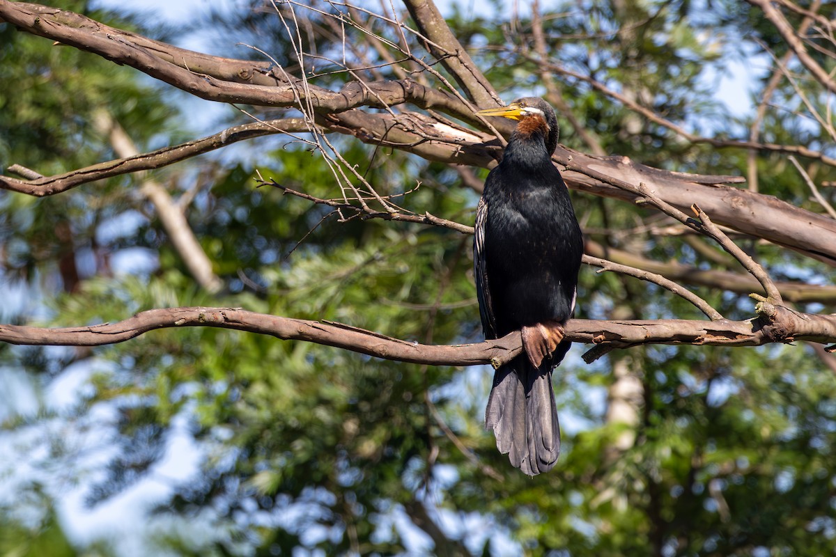 Australasian Darter - Chris Kennelly