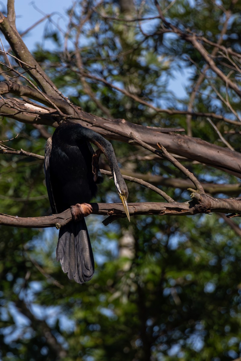 Australasian Darter - Chris Kennelly