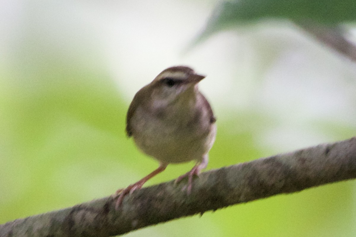 Swainson's Warbler - ML612095449