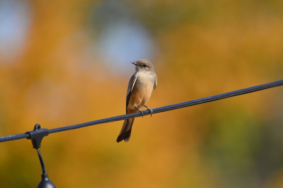 Say's Phoebe - ML612095456