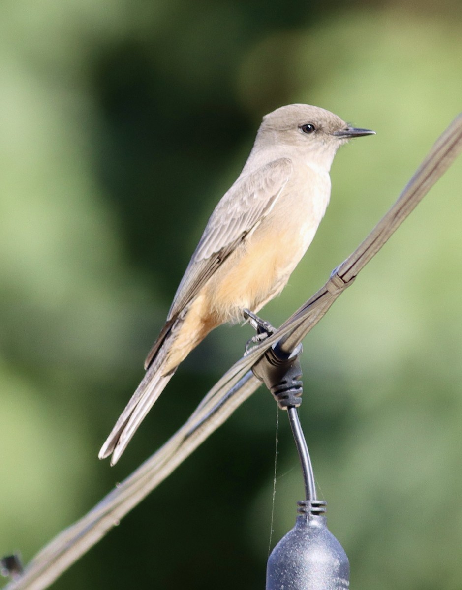 Say's Phoebe - ML612095565