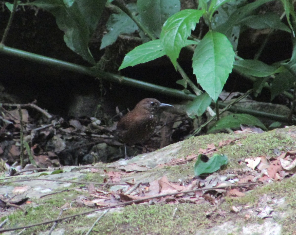 Sharp-tailed Streamcreeper - ML612095588